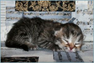 Female Siberian Kitten from Deedlebug Siberians